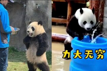 熊貓到了俄國後　畫風全變了！插腰對飼育員　沒事就拖水桶健身